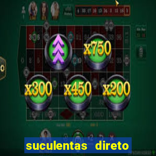suculentas direto do produtor rs